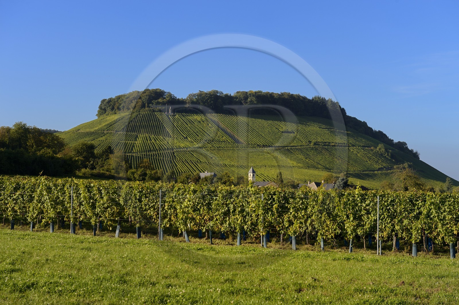 Luxembourg, district de Grevenmacher, région de la Moselle, le vignoble mosellan autour du village de Wintrange (Wintringen)