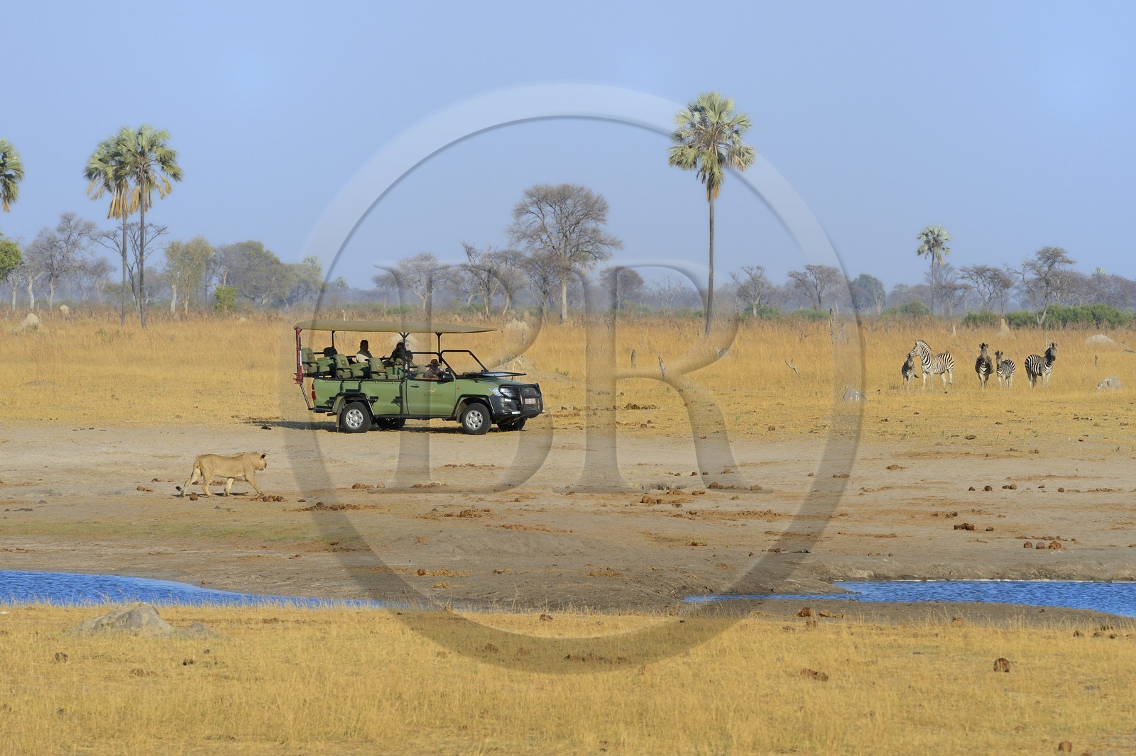 Zimbabwe, province de Matabeleland septentrional, parc national Hwange, touristes en 4x4 observant un lion (Panthera leo) et des Zèbres (equus burchelli)