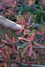 France, Var (83), Iles d'Hyères, Parc national de Port Cros, Ile de Port-Cros, euphorbe arborescente (Euphorbia dendroides)
