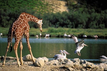 France, Aude (11), la réserve africaine de Sigean, une girafe et un pélican