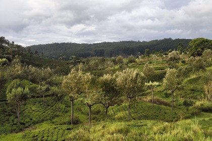 Sri Lanka, Province d'Uva, trajet en train dans la région montagneuse de la culture du thé entre Hatton et Ella, plantations de thé de la région de Haputale