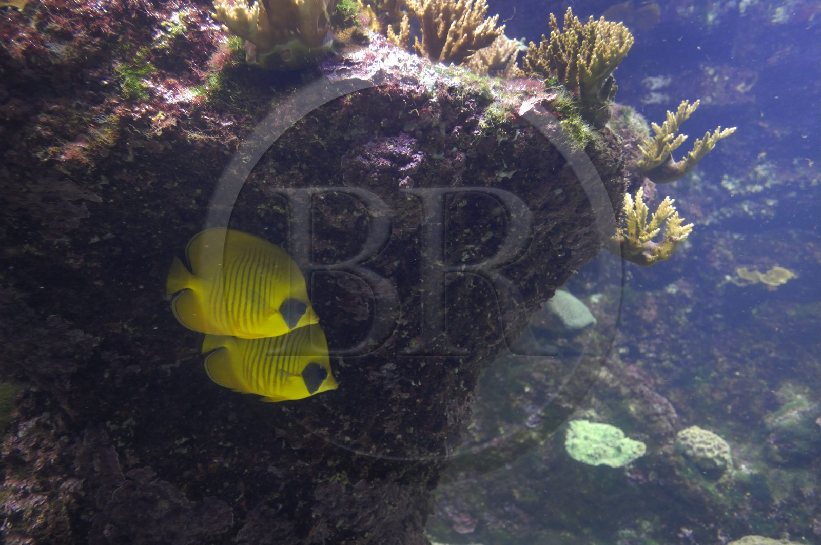 France, Charente-Maritime (17), La Rochelle, l'Aquarium