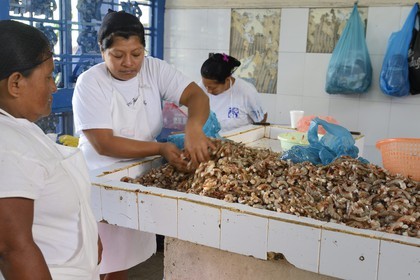 Panama, Panama City, quartier de Santa Ana, le marché aux poisson (Mercado de Mariscos)