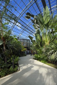 France, Paris (75), Le Parc zoologique de Paris (Zoo de Vincennes), restitution de la végétation tropicale dans la Grande Serre dans dans la biozone Guyane
