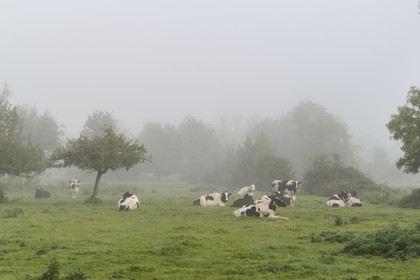 France, Seine-Maritime (76), Saint-Pierre de Magneville en bord de Seine, troupeau de vaches