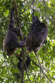 Rwanda, Province de l’Ouest, Nyakabuye, Parc national de Nyungwe, forêt tropicale humide naturelle de Cyamudongo, Chimpanzés commun (Pan Troglodytes) dont une femelle avec une vulve dilatée en période d'œstrus, période d'accouplement