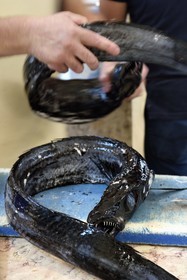 Portugal, Madeira Island, Funchal, the covered market Mercado dos Lavradores, black scabbardfish (Aphanopus carbo)