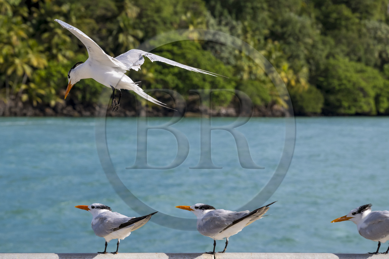 France, Guyane, Kourou, Iles du Salut, Ile Royale, sterne royale (Thalasseus maximus)