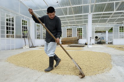 Panama, Chiriqui province, Boquete, Coffee Plantation Finca Lerida, coffee beans drying inside a green house