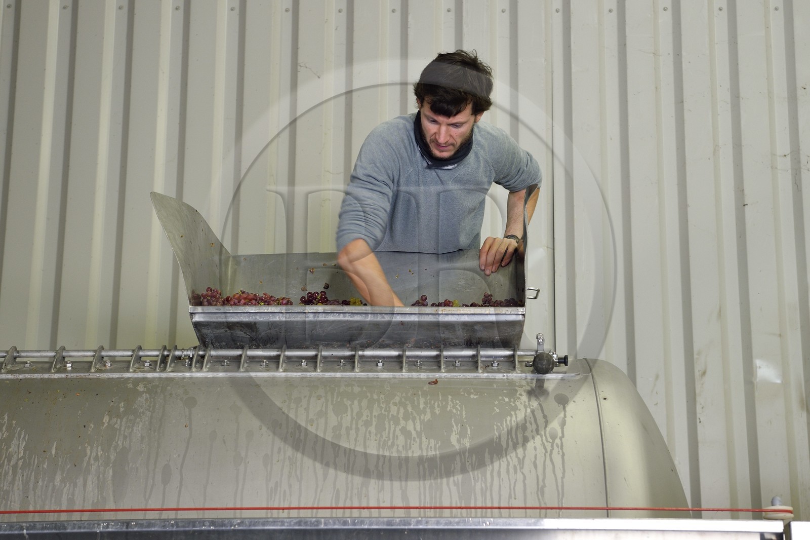 France, Haut Rhin, the Alsace Wine Route, Bergheim, Wine estate Marcel Deiss, Mathieu Deiss checking the grapes in the wine press