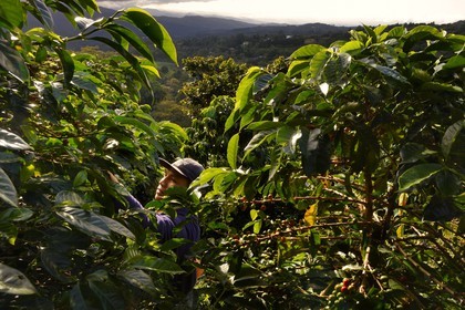 Panama, Chiriqui province, Boquete, Coffee Plantation Finca Lerida, coffee beans harvesting on the slopes of Volcan Baru by a Native American Nägbe