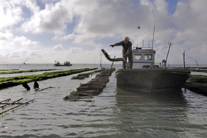 France, Charente-Maritime (17), le bassin Marrennes-Oléron au large de l'Ile d'Oléron, l'ostréiculteur André Massé dans un de ses parcs à huîtres