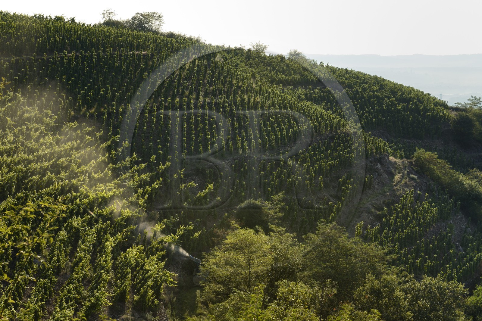 France, Loire (42), Parc Naturel Régional du Pilat, Malleval, sulfatage des vignes sur échalas