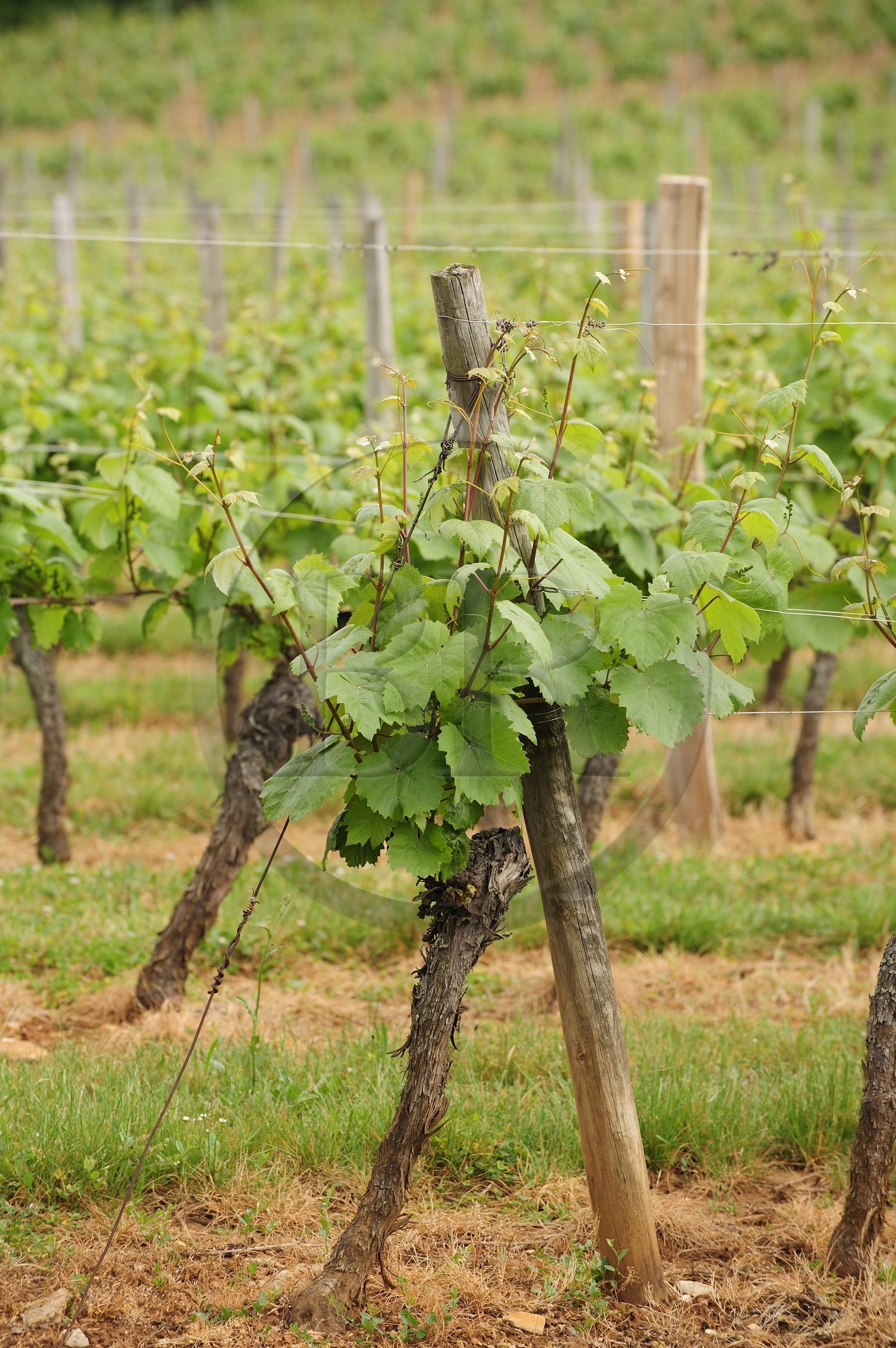 France, Côte d'Or (21), Villiers-le-Faye, vigne