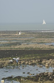 France, Charente-Maritime (17), Ile d'Aix, rade des Basques, pêche à pied à marée basse