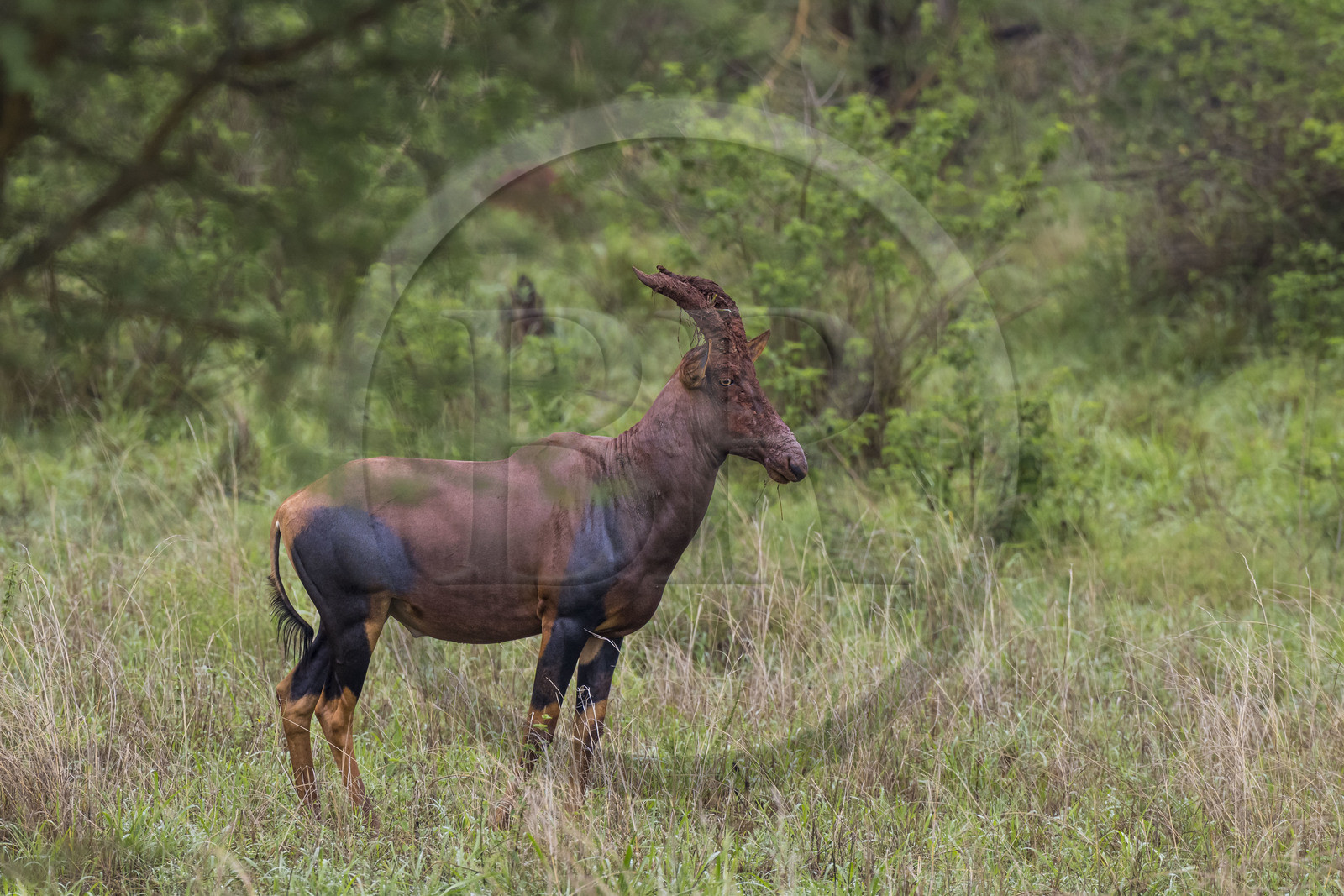 Rwanda, Parc national de l'Akagera, antilope Topi (Damaliscus korrigum)
