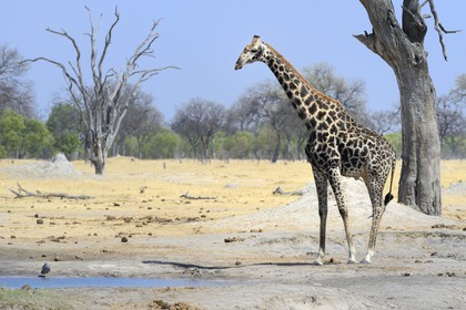 Zimbabwe, Matabeleland North Province, Hwange National Park, a giraffe (Giraffa camelopardalis) drinking at the pond