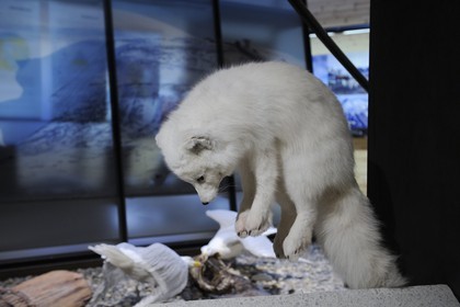 Norway, Svalbard (Spitzbergen), Longyearbyen, Arctic museum, white polar fox