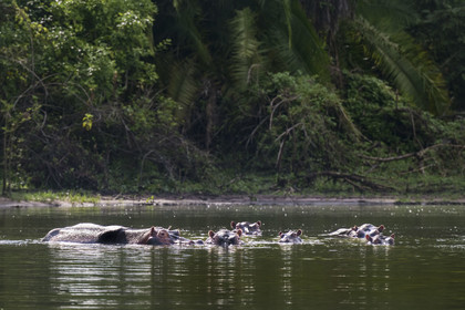Rwanda, Parc national de l'Akagera, le lac Ihema, Hippopotames (Hippopotamus amphibius)