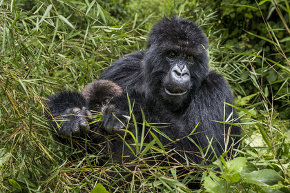 Rwanda, Province du Nord, Parc National des Volcans dans la chaine des Monts Virunga, mont Karisimbi, gorilles des montagnes (Gorilla beringei beringei) du groupe Susa, mère avec son petit de 6 mois