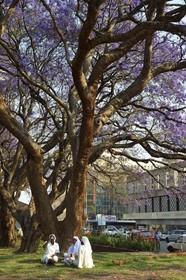 Zimbabwe, Harare, African Unity Square (anciennement Cecil Square), religieuses se reposant sous un jacaranda