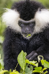 Rwanda, Province de l’Ouest, Gisakura, Parc national de Nyungwe, Colobe de Ruwenzori (Colobus angolensis ruwenzorii) dans une plantation de thédont il ne mange pas les feuilles