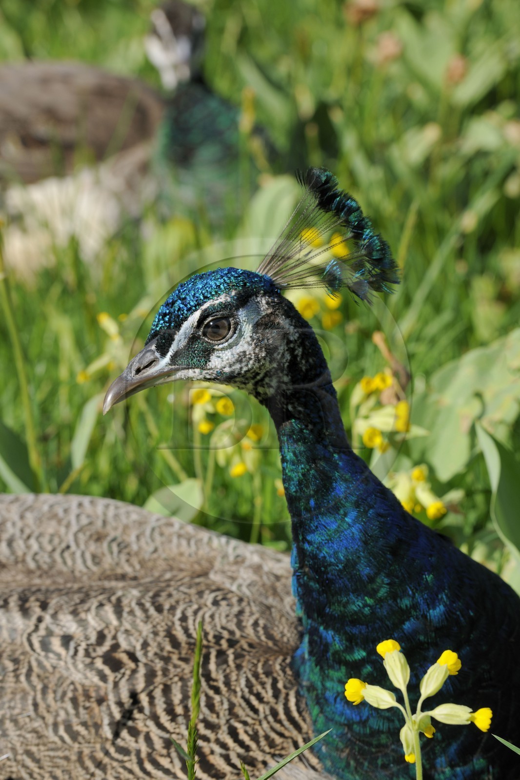 France, Paris (75), le Bois de Boulogne, parc de Bagatelle, paon