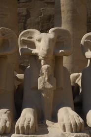 Egypte, Haute Egypte, vallée du Nil, Louxor, Karnak, classé Patrimoine Mondial de l'UNESCO, sphinx à tête de bélier tenant entre ses pattes une statuette de Ramses II