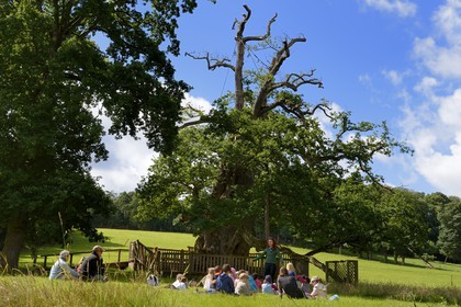 France, Morbihan (56), forêt de Brocéliande, le Chêne à Guillotin aussi appelé chêne Eon est chêne creux de plus de 1000 ans, une guide et des élèves lors d'une sortie scolaire