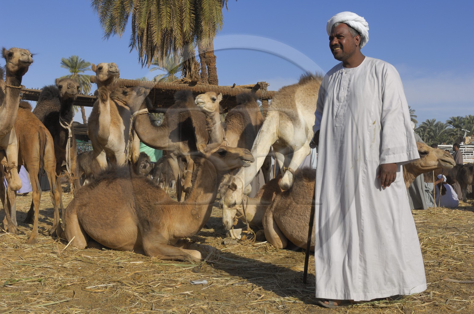 Egypte, Haute Egypte, Daraw au nord d'Assouan, marché aux dromadaires