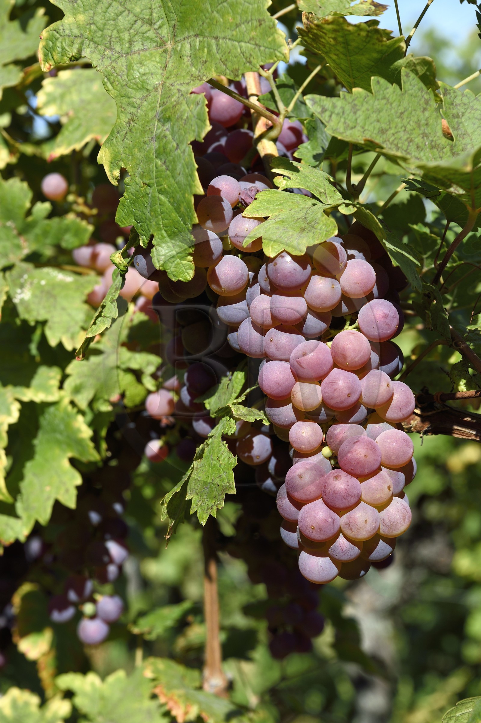 France, Haut Rhin, the Alsace Wine Route, Riquewihr, labelized the Most Beautiful Villages of France, bunch of grapes in the vineyard