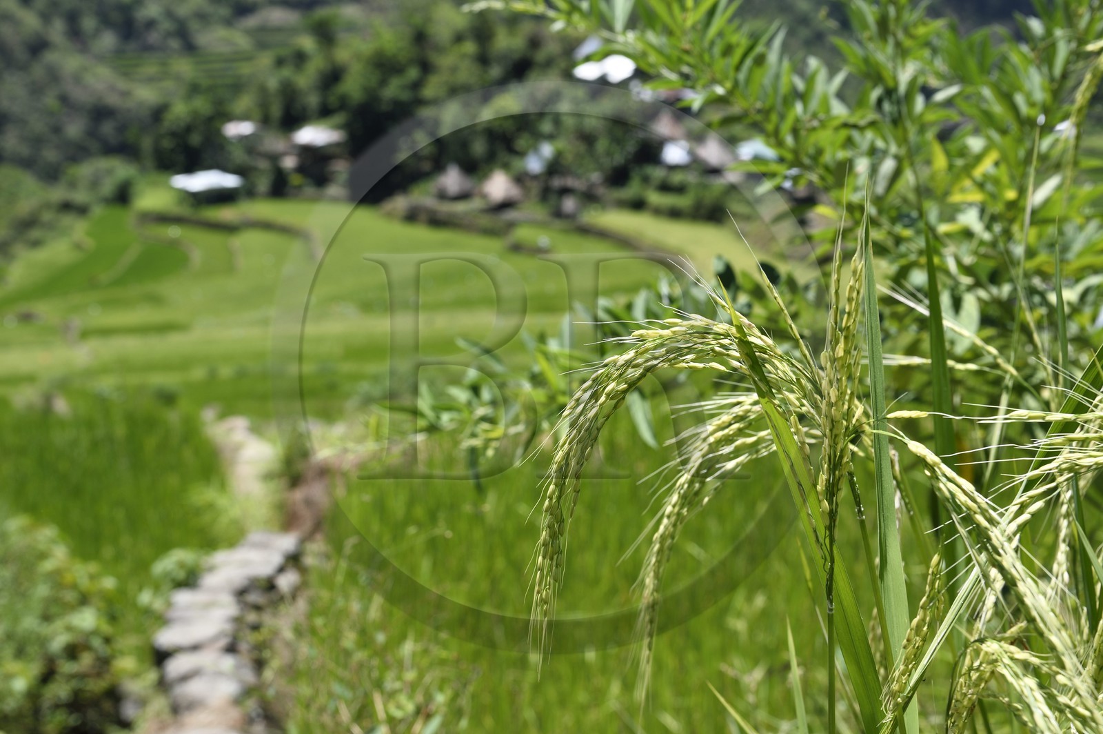 Philippines, province d'Ifugao, les rizières en terrasses de Banaue autour du village de Batad, classées Patrimoine Mondial de l'UNESCO, plant de riz Philippines, province d'Ifugao, les rizières en terrasses de Banaue autour du village de Batad, classées Patrimoine Mondial de l'UNESCO, plant de riz