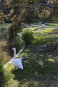 France, Bas-Rhin (67), Strasbourg, parc de l'Orangerie, cygne au bord du lac