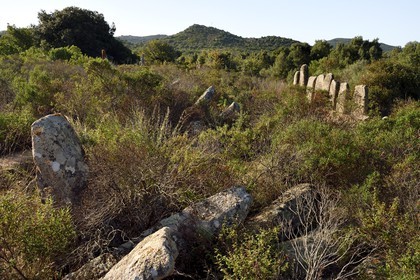 France, Corse du Sud, Sartene, alignement of menhirs of Palaggiu (Pagliaju), erected between 1900 and 1000 B.C., with its 258 menhirs, it is the most important of the mediterranean region