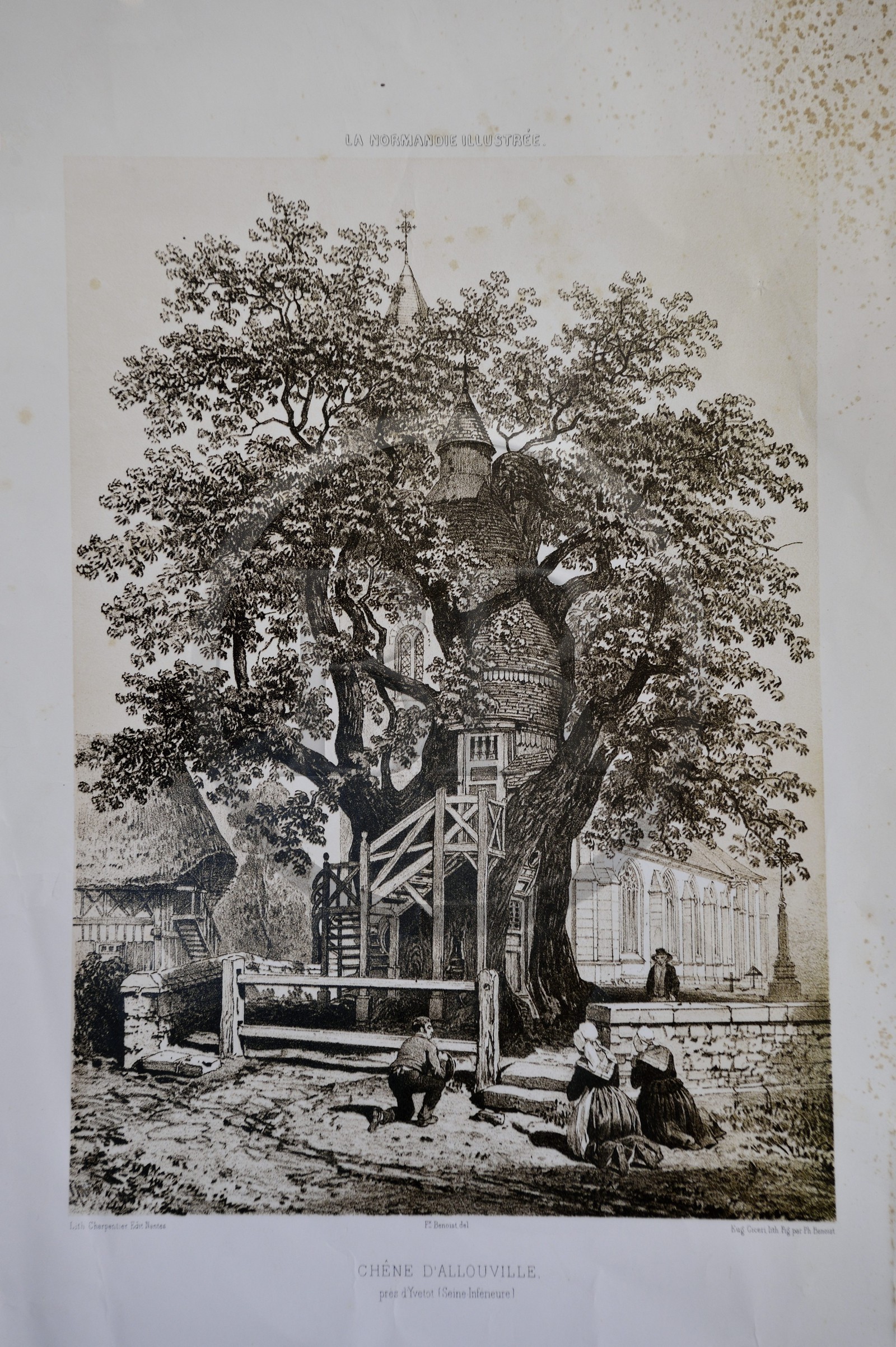 France, Seine-Maritime (76), Pays de Caux, Allouville-Bellefosse, le chêne du IXe siècle est réputé être le plus vieux de France, dans son tronc, creux et recouvert de bardeaux pour le protéger, sont établies deux petites chapelles superposées