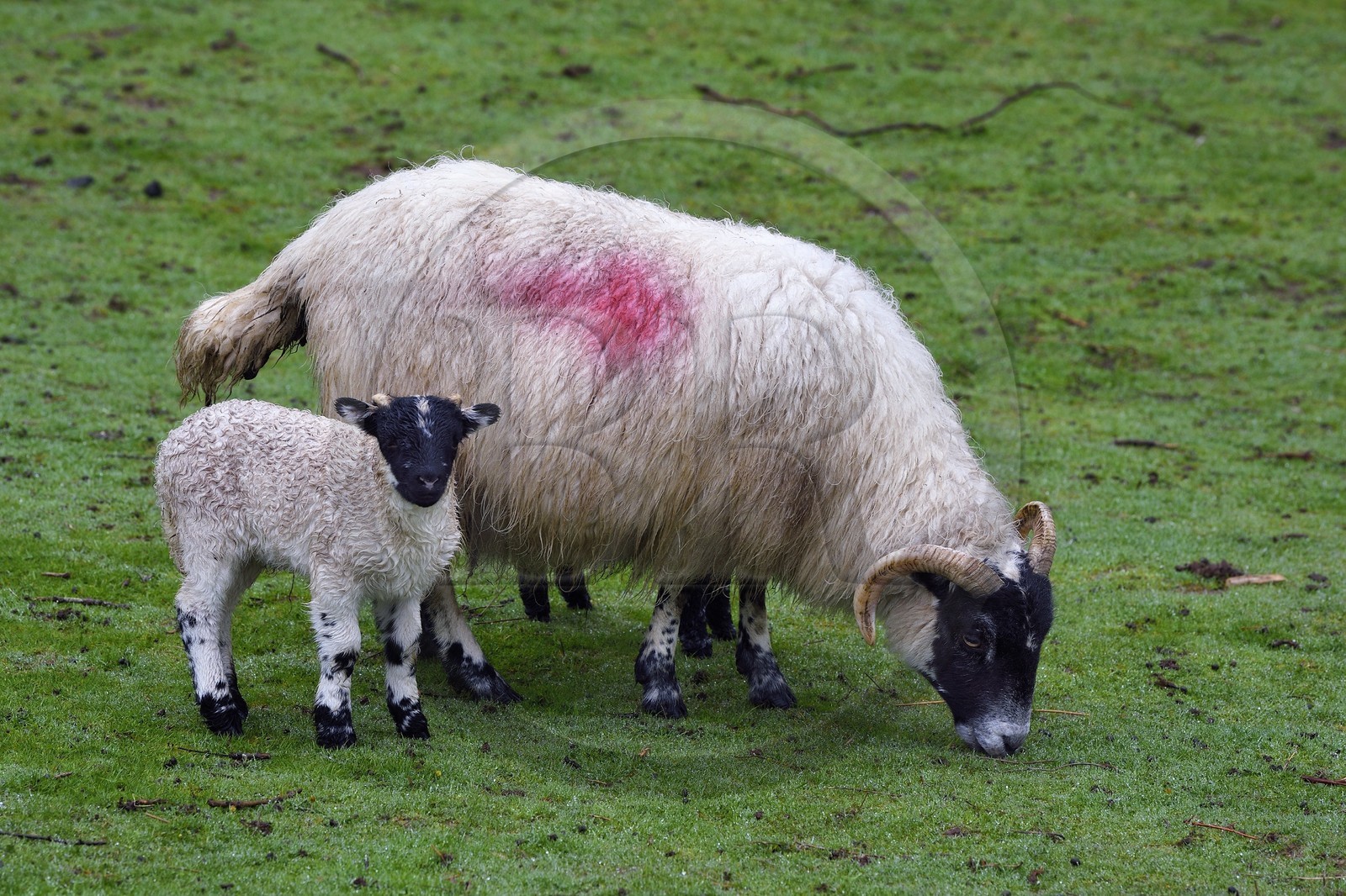 Royaume-Uni, Ecosse, région des Highlands, les Hébrides, Ile de Skye, Uig, le Fairy Glen (vallée féérique) du côté ouest de Trotternish à Balnacnoc