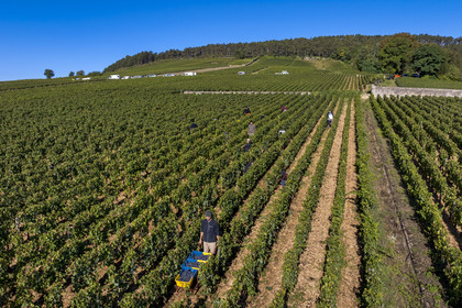 France, Côte-d'Or (21), les climats de Bourgogne classés Patrimoine Mondial de l'UNESCO, Route des Grands Crus, vignoble de la Côte de Beaune, Volnay, vendanges dans la parcelle de Taille-Pieds appartenant aux Hospices de Beaune qui servent à produire un Volnay 1er Cru cuvée Blondeau et cuvée Muteau à partir du cépage Pinot noir (vue aérienne)