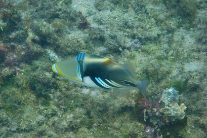 France, Reunion Island (French overseas department), coral reef of Saint Gilles and Ermitage lagoon (underwater view)