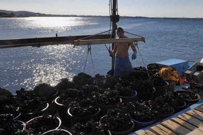 France, Hérault (34), Bouzigues, étang de Thau, exploitation conchylicole de la famille Benezech au lieu dit La Catonnière, déchargement des moules