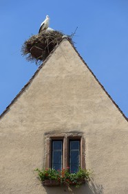 France, Haut Rhin, Eguisheim, labelled Les Plus Beaux Villages de France (The Most Beautiful Villages of France), stork nest on top of a house