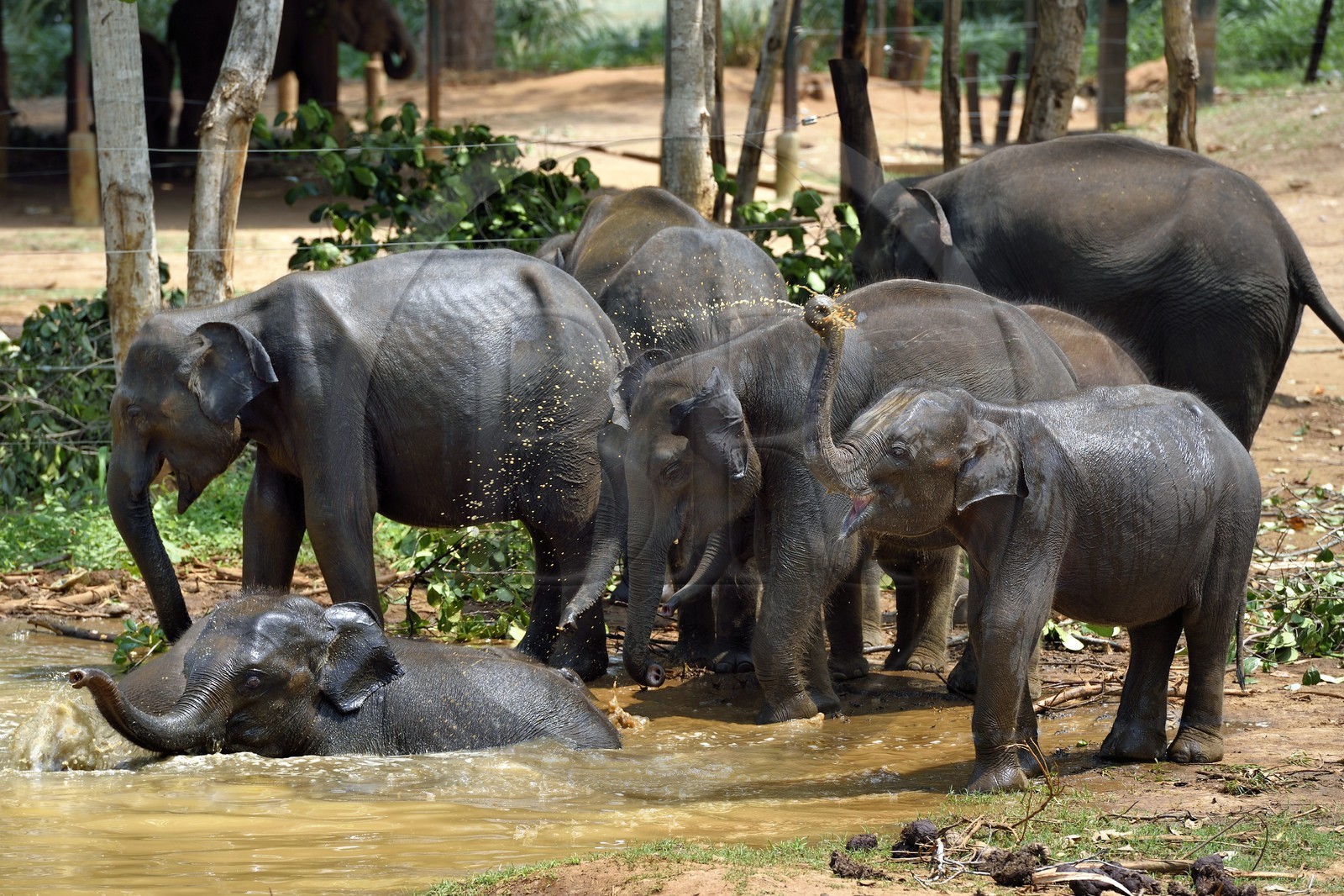 Sri Lanka, province de Sabaragamuwa, Parc national d'Uda Walawe (Udawalawe National Park), Elephant Transit Home, jeunes éléphants d'Asie (Elephas maximus) orphelins prenant leur bain
