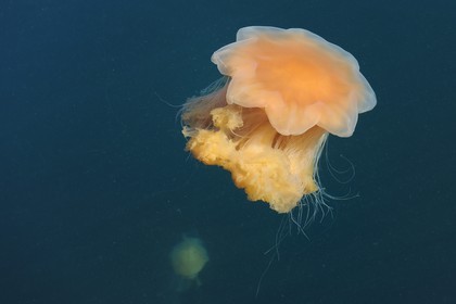Norway, Rogaland County, Stavanger, jellyfish