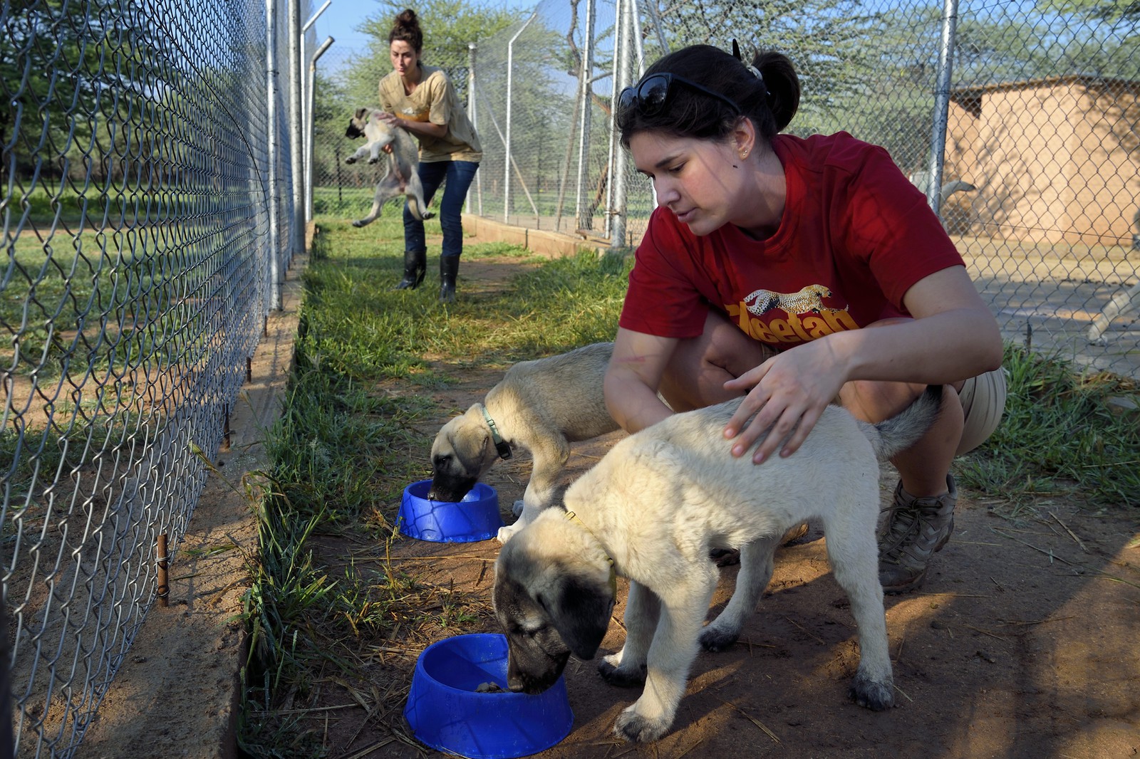 Namibie, Otjiwarongo, Cheetah Conservation Fund, centre de recherche et d'éducation, le Livestock Guarding Dog Program (programme chien de garde du bétail) du CCF a été très efficace pour réduire les taux de prédation et ainsi aussi l'inclinaison des agriculteurs à piéger ou tirer sur des guépards, élevage de chien Berger d'Anatolie aussi connu sous le nom de Kangal