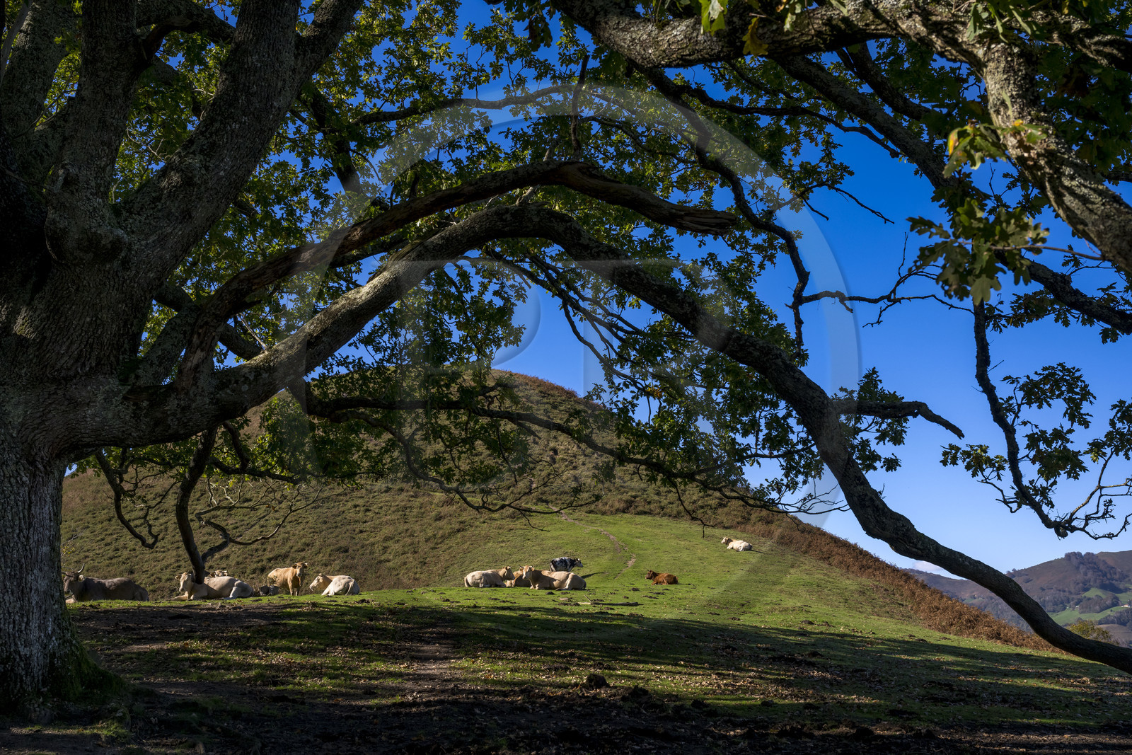 France, Pyrenees Atlantiques, Basque Country, Aldudes valley, cows on the hill of Elizamendi above the village of Urepel