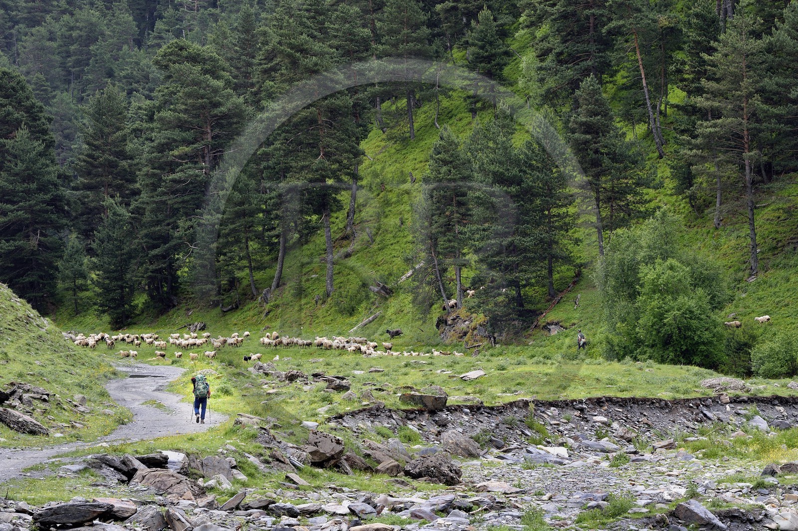 Géorgie, Kakheti, Parc national de Touchétie, vallée de la rivière Alazani dans les montagnes de Pirikiti, randonneur croisant un berger et son troupeau de moutons