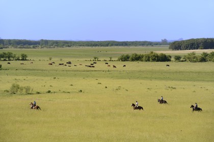 Argentine, province de Buenos Aires, San Antonio de Areco, estancia La Bamba de Areco, gauchos à cheval dans la pampa