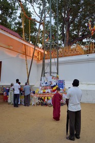 Sri Lanka, province du Centre-Nord, site d'Anuradhapura classé Patrimoine Mondial de l'UNESCO, capitale du Sri Lanka au IIIe siècle avant JC, le Sri Maha Bodhi est un figuier sacré, il est supposé être la branche sud de l'arbre historique Sri Maha Bodhi à Bodh Gaya en Inde sous lequel Bouddha atteint l'illumination