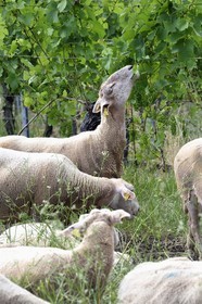 France, Bas Rhin, the Alsace Wine Route, Traenheim, Wine estate MULLER Charles & Fils, the folivorous sheep between the vines allow an organic maintenance