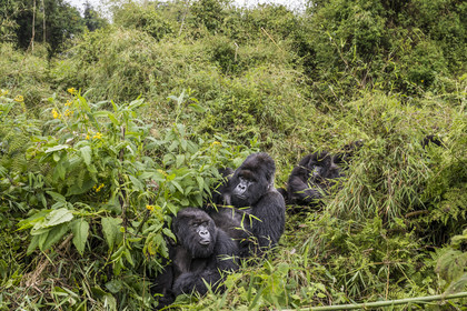 Rwanda, Province du Nord, Parc National des Volcans dans la chaine des Monts Virunga, mont Karisimbi, gorilles des montagnes (Gorilla beringei beringei), accouplement du male dos argenté (silverback) nommé Impuzamahanga qui est le male dominant du groupe Susa
