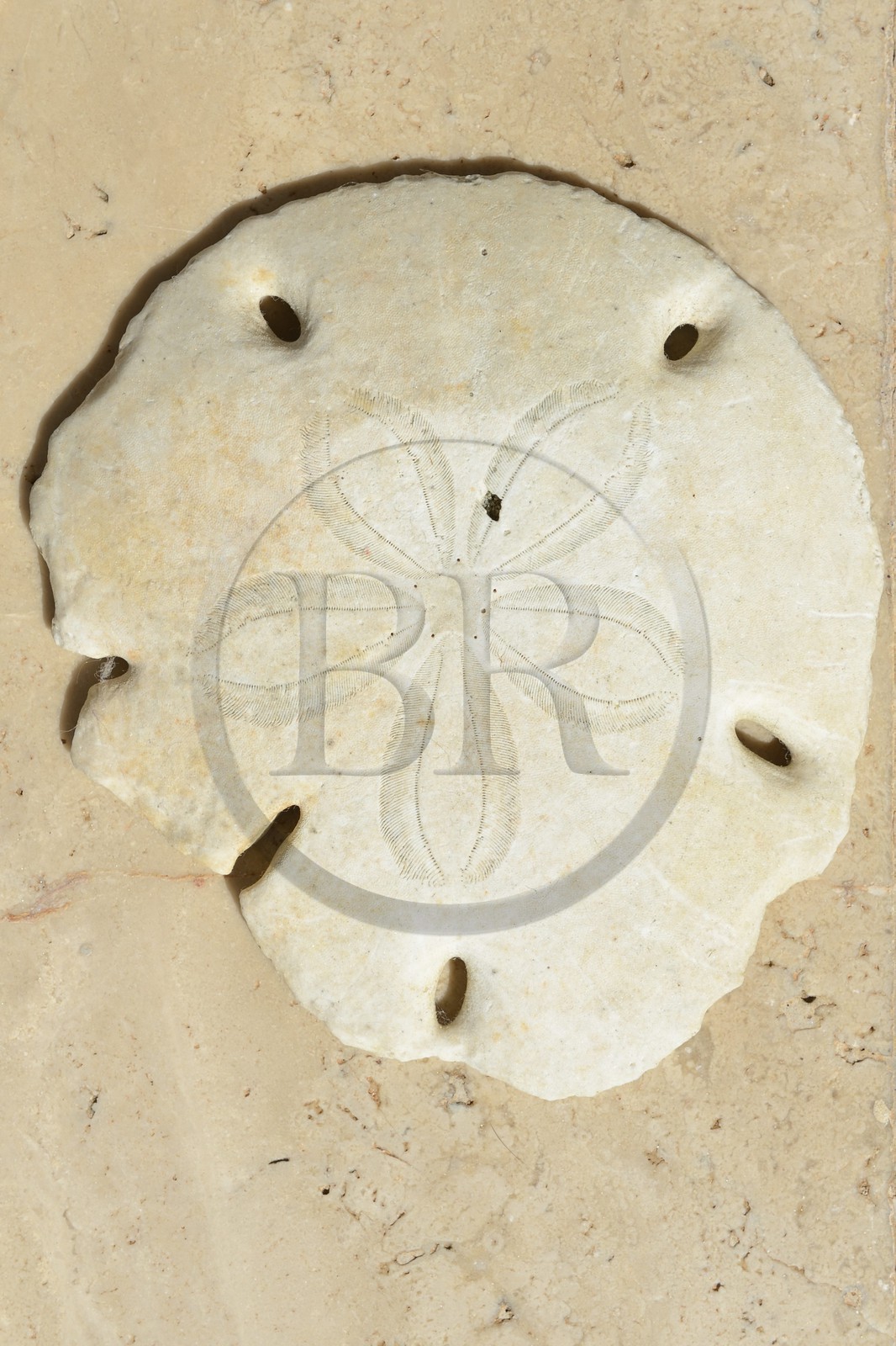 Panama, archipel des Perles, Isla Viveros, oursin ou dollar des sables (Clypeaster subdepressus) de la famille des échinodermes aussi appelé étoile du bonheur